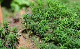 隱壺蘚屬 隱壺蘚屬