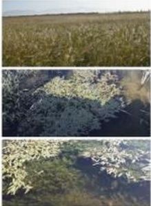 尺骨針桿藻 尺骨針桿藻