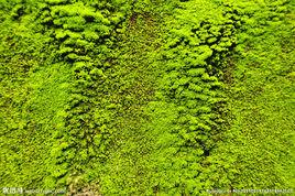 苔蘚色素 苔蘚色素