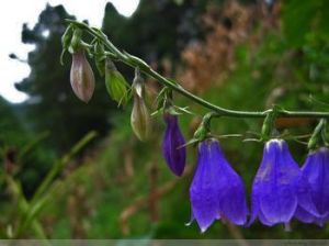 華東杏葉沙參 華東杏葉沙參