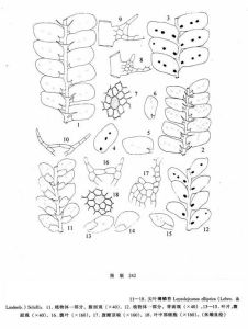 尖葉薄鱗苔 尖葉薄鱗苔