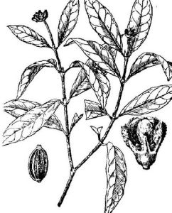 頭九節屬 頭九節屬