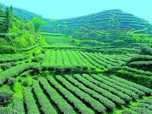 唐康藏茶 唐康藏茶