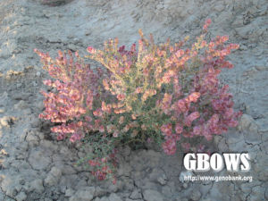 短柱豬毛菜 短柱豬毛菜