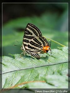 （圖）虎灰蝶