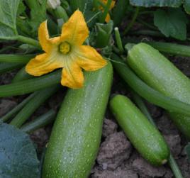 北瓜[葫蘆科南瓜屬一年生蔓生草本植物]