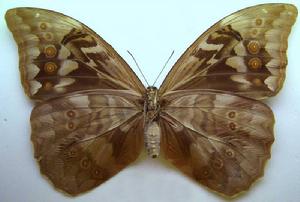 美神閃蝶(底面)