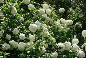 雪球莢蒾 雪球莢蒾