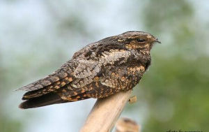 蘇拉夜鷹 蘇拉夜鷹