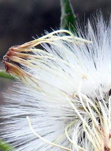 流浪的蒲公英[小說]