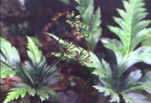 五葉黃連 五葉黃連