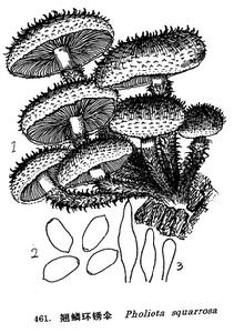 翹鱗環銹傘 翹鱗環銹傘