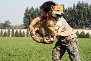 大河寵物文化公園