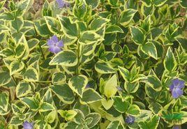 花葉蔓長春 花葉蔓長春