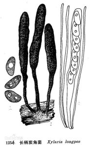 長柄炭角菌 長柄炭角菌