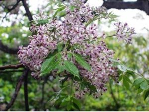 印度苦楝樹 印度苦楝樹