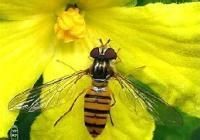 舟蛾赤眼蜂 舟蛾赤眼蜂