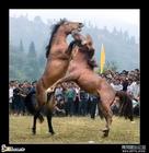 《驚險快車》 《驚險快車》