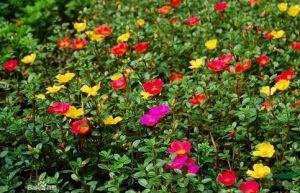 城口黃堇 城口黃堇