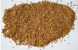 南陵紫雲英弋江籽 南陵紫雲英弋江籽