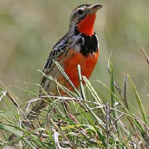 格氏長爪鶺鴒 格氏長爪鶺鴒