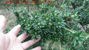 米葉羅漢松 米葉羅漢松