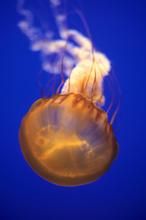 褐色根口水母 褐色根口水母