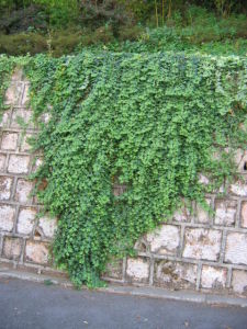 套用於立面綠化