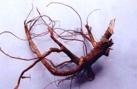 冬里麻根 冬里麻根