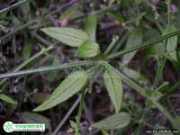 鉤毛茜草 鉤毛茜草