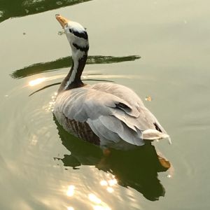 克魯勃ISOFLEX LDS 18 SPECIAL A 克魯勃ISOFLEX LDS 18 SPECIAL A