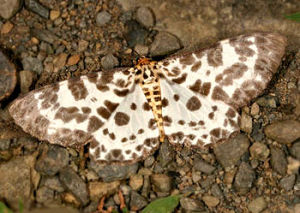 柿星尺蛾 柿星尺蛾