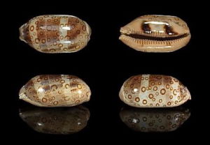 莫三比克百眼寶螺 莫三比克百眼寶螺