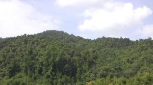 曼納傘自然村 曼納傘自然村