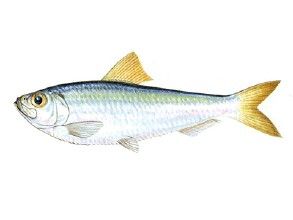 布氏似青鱗魚 布氏似青鱗魚