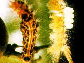 一品紅小白紋毒蛾