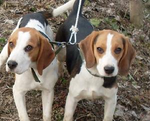 經常用於實驗中的比格犬