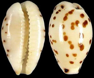 腺芝麻寶螺 腺芝麻寶螺