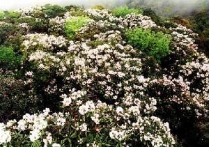 永安天寶岩自然保護區