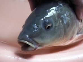 烏克蘭鱗鯉 烏克蘭鱗鯉