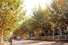 城關鎮主街梧桐樹（人行道兩列）