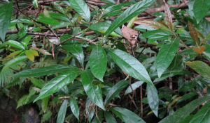 柳葉閩粵石楠 柳葉閩粵石楠