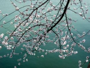 穿越之陌上花開