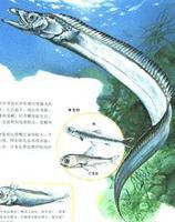 長體深海帶魚