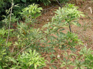 廣西鵝掌柴 廣西鵝掌柴