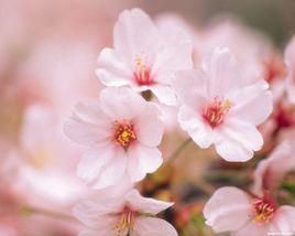 sakura[來自日語中的羅馬音]