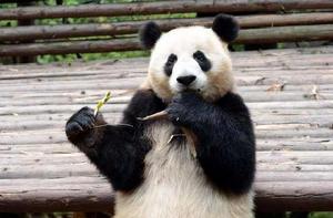 熊貓小喬 熊貓小喬