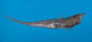 台灣腔吻鱈 台灣腔吻鱈