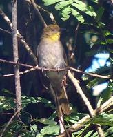 黃頸綠鶇鵯 黃頸綠鶇鵯