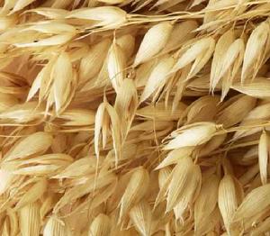 湟中燕麥 湟中燕麥